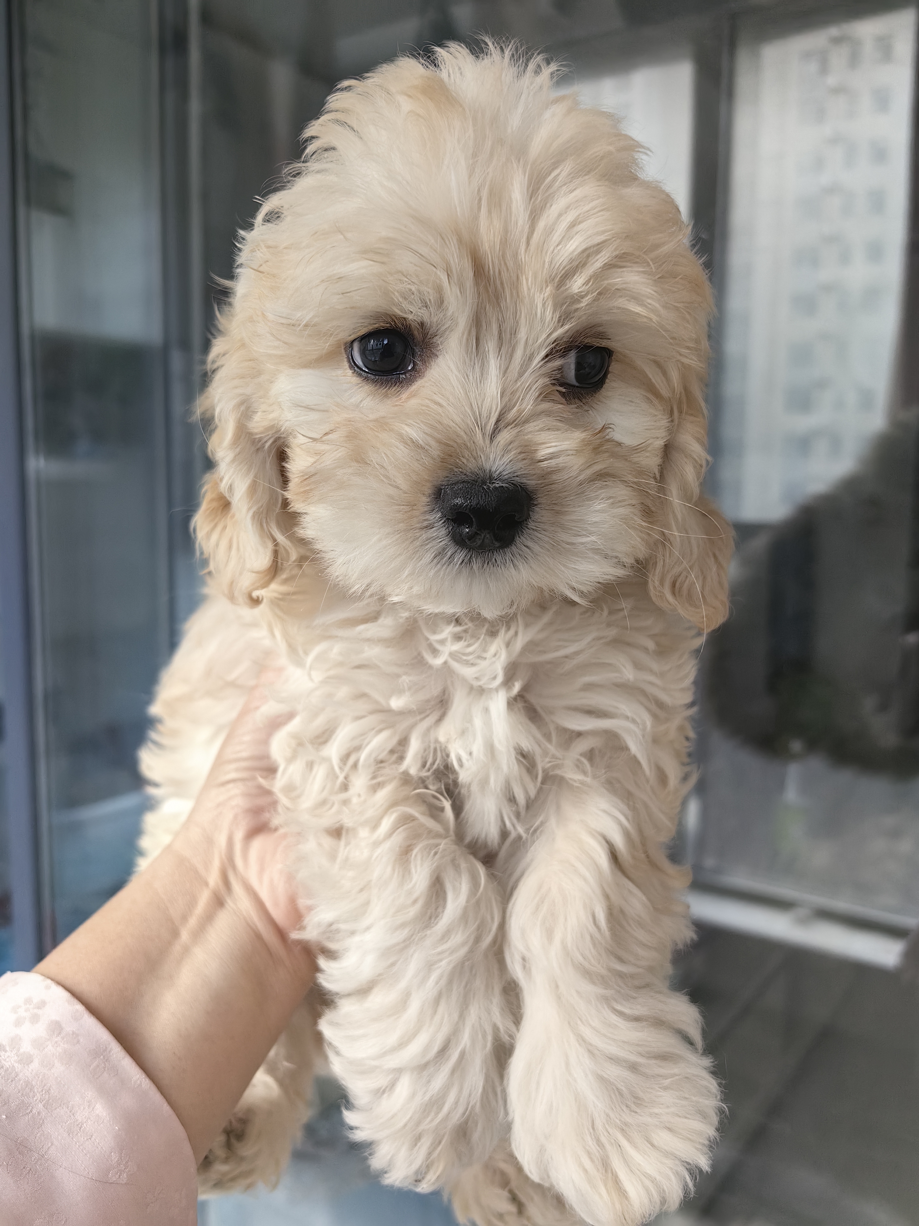 可卡犬